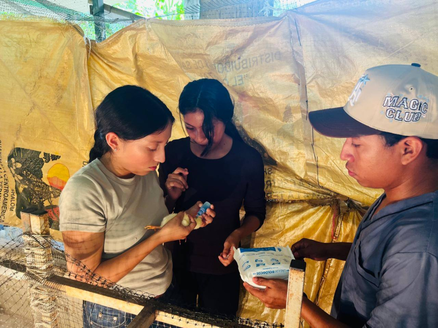 Estudiantes de Medicina Veterinaria realizan práctica de vacunación en pollitos de engorde