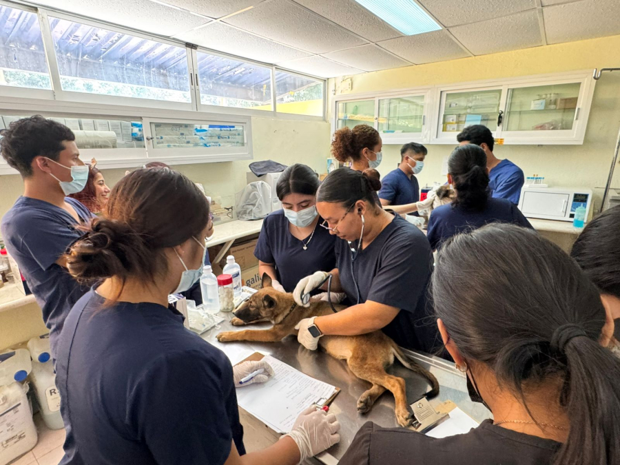 Estudiantes de Veterinaria de la UNACH fortalecen su formación con prácticas en técnicas quirúrgicas