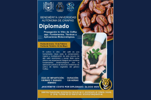 Abrirán diplomado en biotecnología aplicada a la propagación in vitro del café