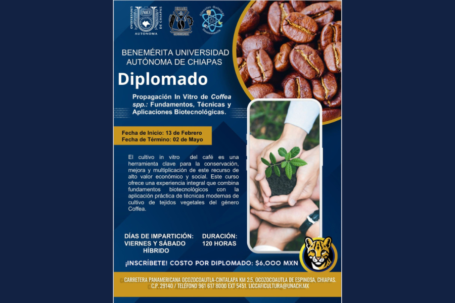 Ofrecerán diplomado en propagación in vitro del café con enfoque biotecnológico