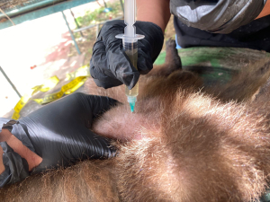 A través del Campamento Científico Ocelote Alumnos de la FMCZ viven la ciencia desde la experiencia