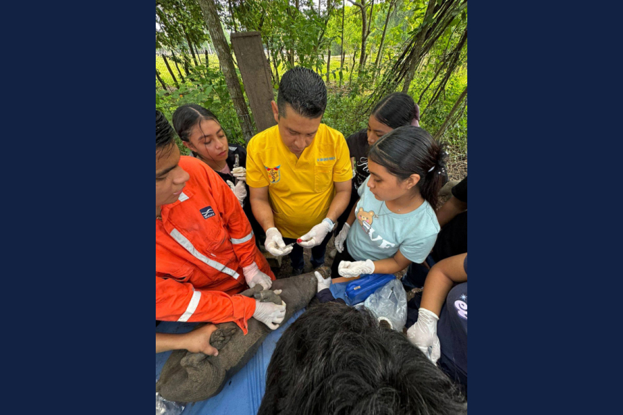 Estudiantes de Veterinaria fortalecen su formación con práctica en porcinos
