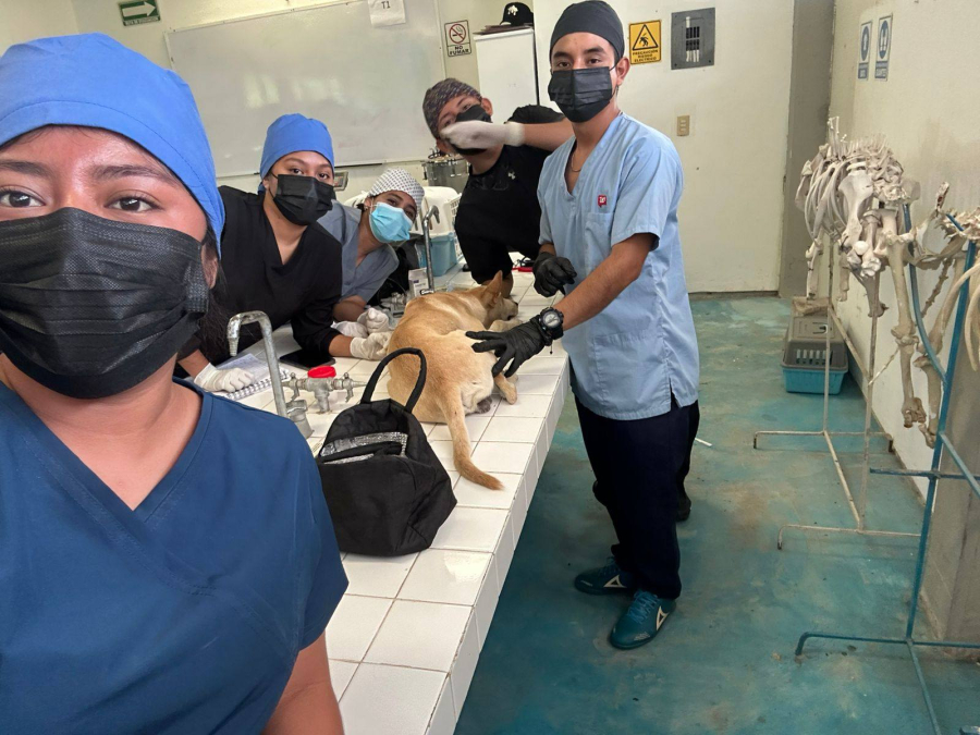 Facultad Maya de Estudios Agropecuarios fortalece formación práctica en Medicina Veterinaria